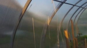 Шпалеры в теплице . Подвязка помидор . Вау способ , без узлов )))