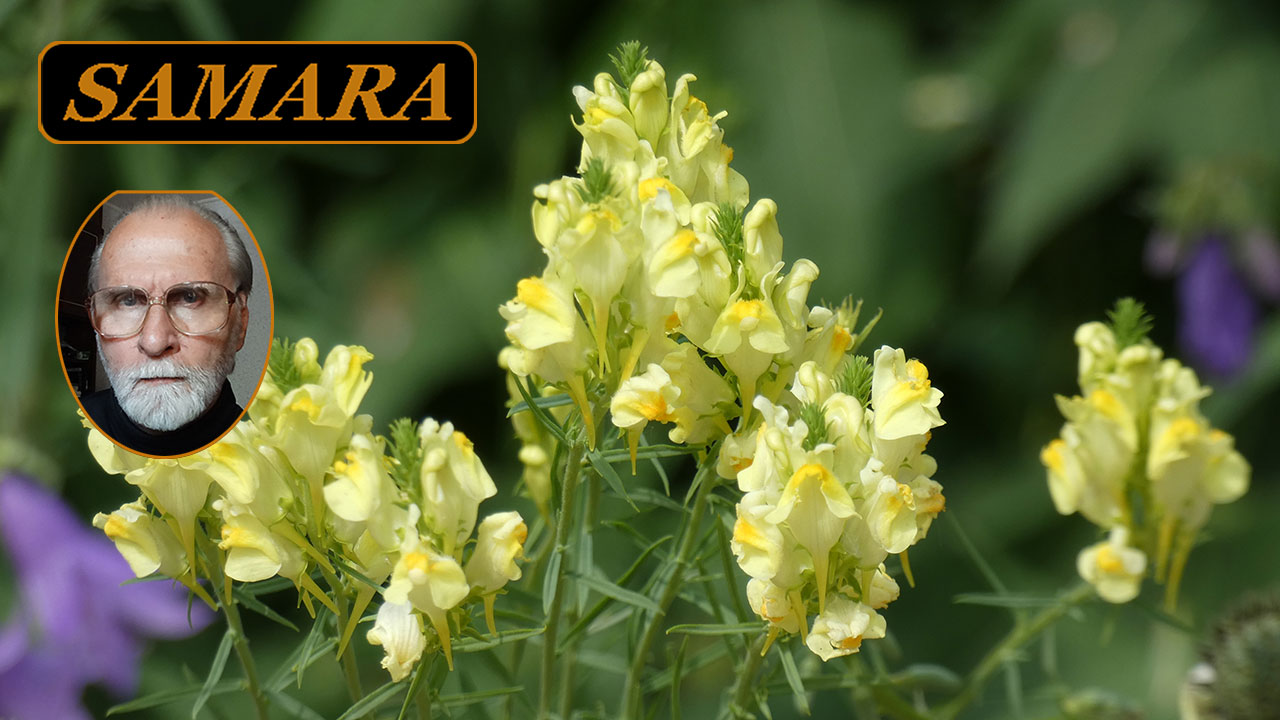 Самара. Ботанический сад. Конец сентября - 4. Samara. The Botanical Garden. The end of September. смотреть онлайн