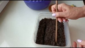 КАК ПОСЕЯТЬ ЛАВАТЕРУ НА РАССАДУ