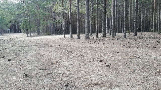 Мопед Кольт. Первый раз катаю по лесу. смотреть онлайн