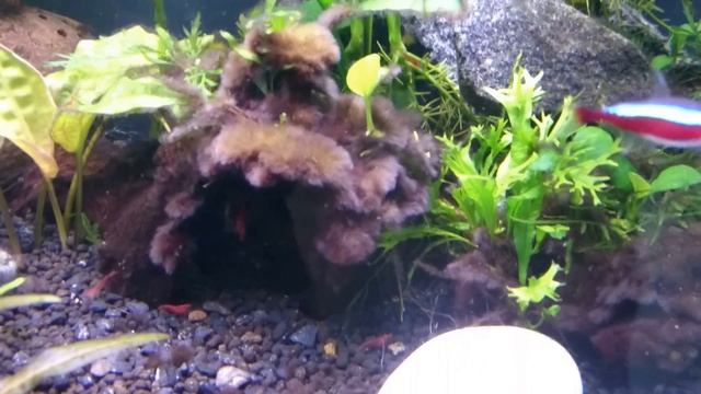 Часть 1.Водоросли в аквариуме,поможет Сайдекс смотреть онлайн