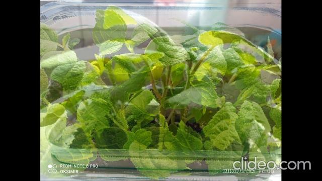 Как вырастить КИВИ??? смотреть онлайн