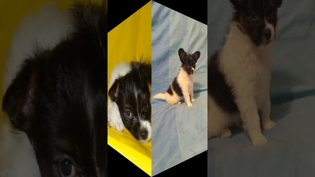 Щенок папийона(кобель),papillon,собака-бабочка смотреть онлайн