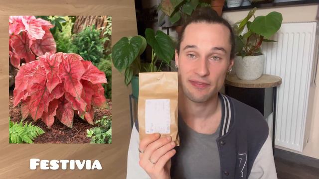 CALADIUMS: Haul & plantation - FARMER GRACY - смотреть онлайн