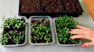 КАТАРАНТУС ГУСТО ВЗОШЕЛ! КАК ПИКИРОВАТЬ? Объем и состав земли. Как пикировать вытянувшиеся сеянцы