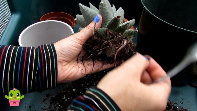 NEW Haworthia Savanna Succulent & Re Potting #succulents #succulent #cactus смотреть онлайн