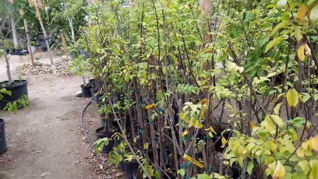 Starfruit, aka Carambola. EXCELLENT fruit tree смотреть онлайн