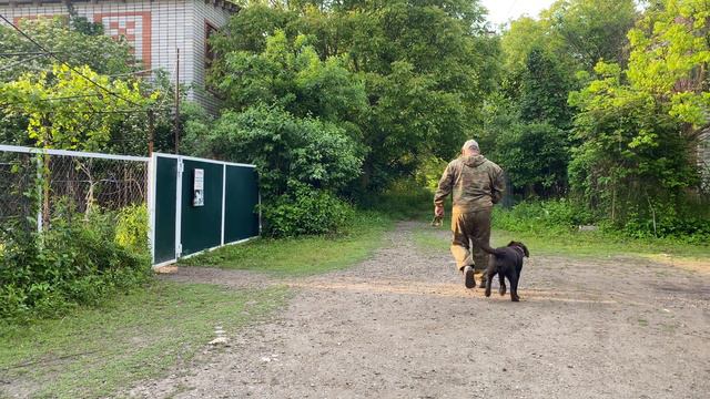 Лабрадор 6 месяцев Листик! Отработка команды ко мне!