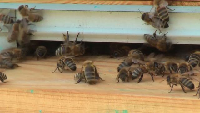 Профессор Кашковский про лечение ожогов смотреть онлайн