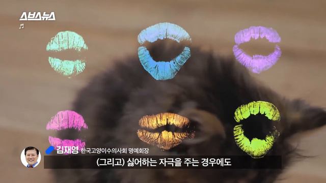 우리 집 고양이가 내 뽀뽀를 거부하는 데에는 다 이유가 있었다(입냄새 아님X) / 스브스뉴스 смотреть онлайн