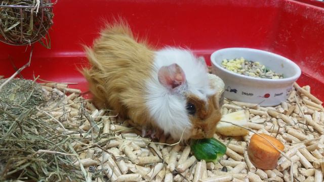 Ушастая морская свинка смотреть онлайн