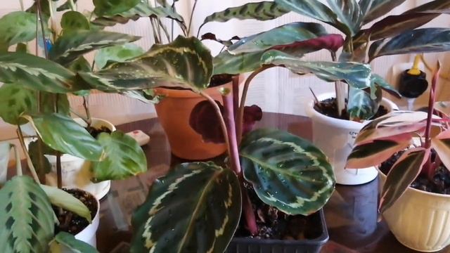 Семейство Марантовые ?? смотреть онлайн