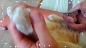 КАК ПРАВИЛЬНО СТРИЧЬ КОГТИ КОШКЕ? КАК ПОДСТРИЧЬ КОГТИ КОШКЕ ДОМА? ИНСТРУКЦИЯ Зачем стричь когти кот