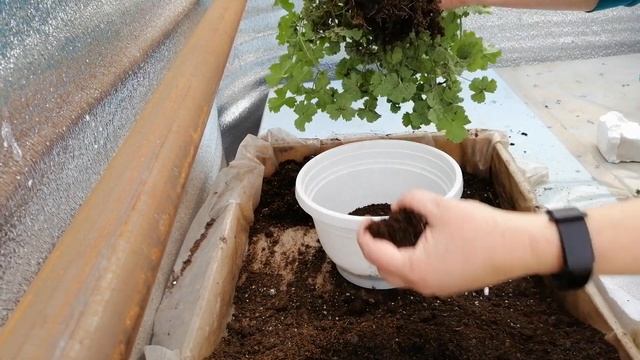 КАК Я ПЕРЕСАЖИВАЮ ВЗРОСЛУЮ ПЕЛАРГОНИЮ  АНГЕЛА