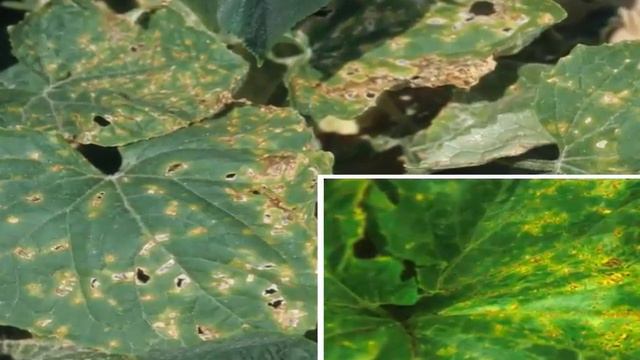 БАКТЕРИОЗ ОГУРЦА ЛЕЧЕНИЕ