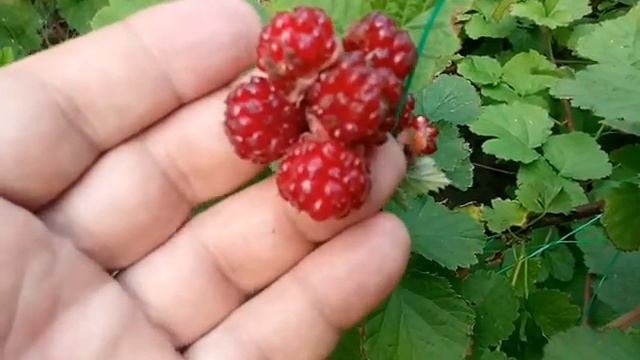 Ежевикоподобная малина сорт Рэд Даймонд смотреть онлайн
