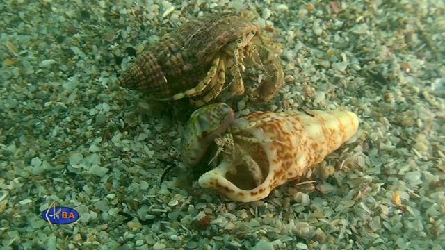 Рак отшельник обследует новую квартиру смотреть онлайн