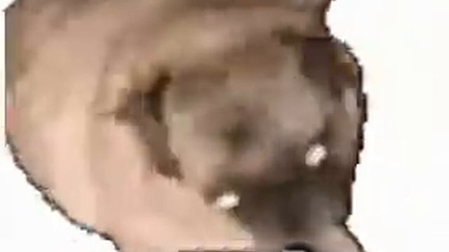 МОПС флексит под "Ой хто п'є тому наливайте" смотреть онлайн