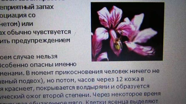 ОПАСНО! НЕОПАЛИМАЯ КУПИНА. смотреть онлайн