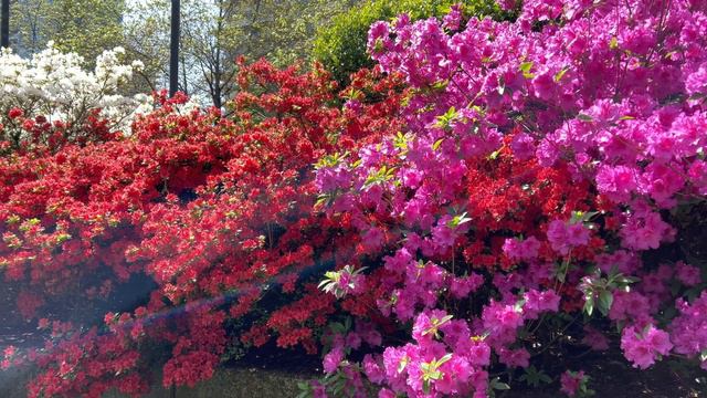 Blooming Rhododendron in Burnaby Civic Square смотреть онлайн