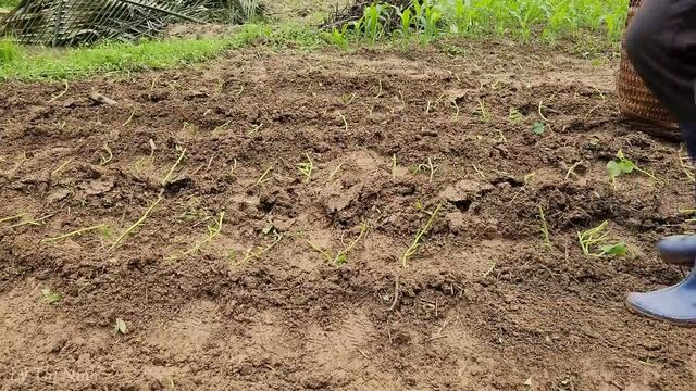 Build Farm Life, Take Care of the Baby Fish, Grow Vegetables and Lunch with Bacon | Lý Thị Ninh смотреть онлайн