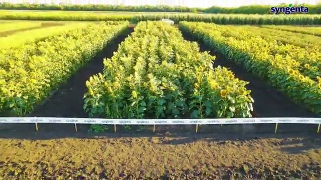 Амистар технология в деле.!!! Фунгицидная защита подсолнечника. @SyngentaKazakhstan смотреть онлайн