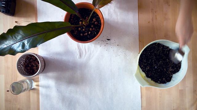 Repotting Anthurium 