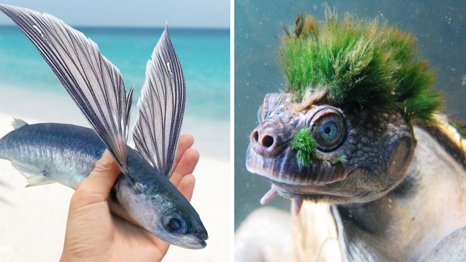 10 САМЫХ НЕОБЫЧНЫХ ЖИВОТНЫХ НА ЗЕМЛЕ. смотреть онлайн