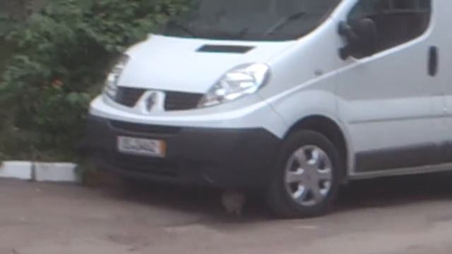 Калуга, Терепец. Кошачье царство смотреть онлайн