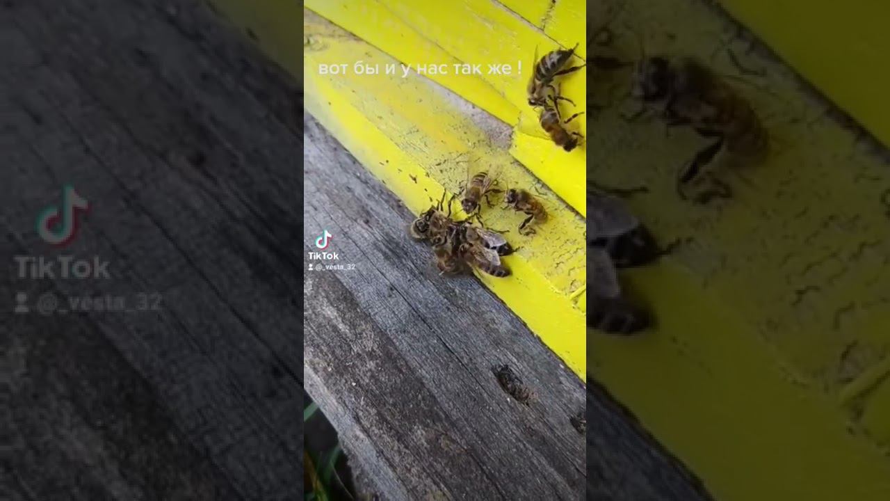 как пчёлы наказывают за воровство