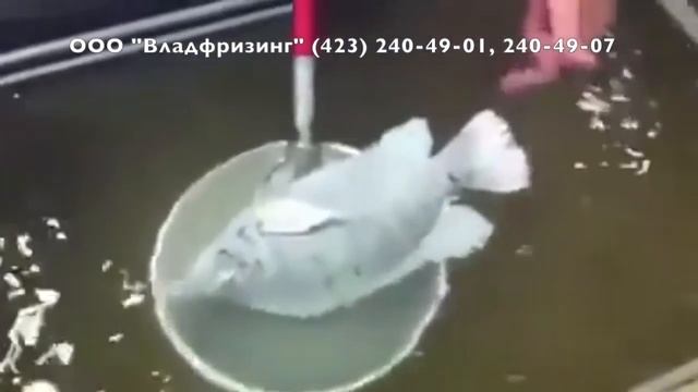 Шоковая заморозка жидкостного типа серии LFA (ООО 