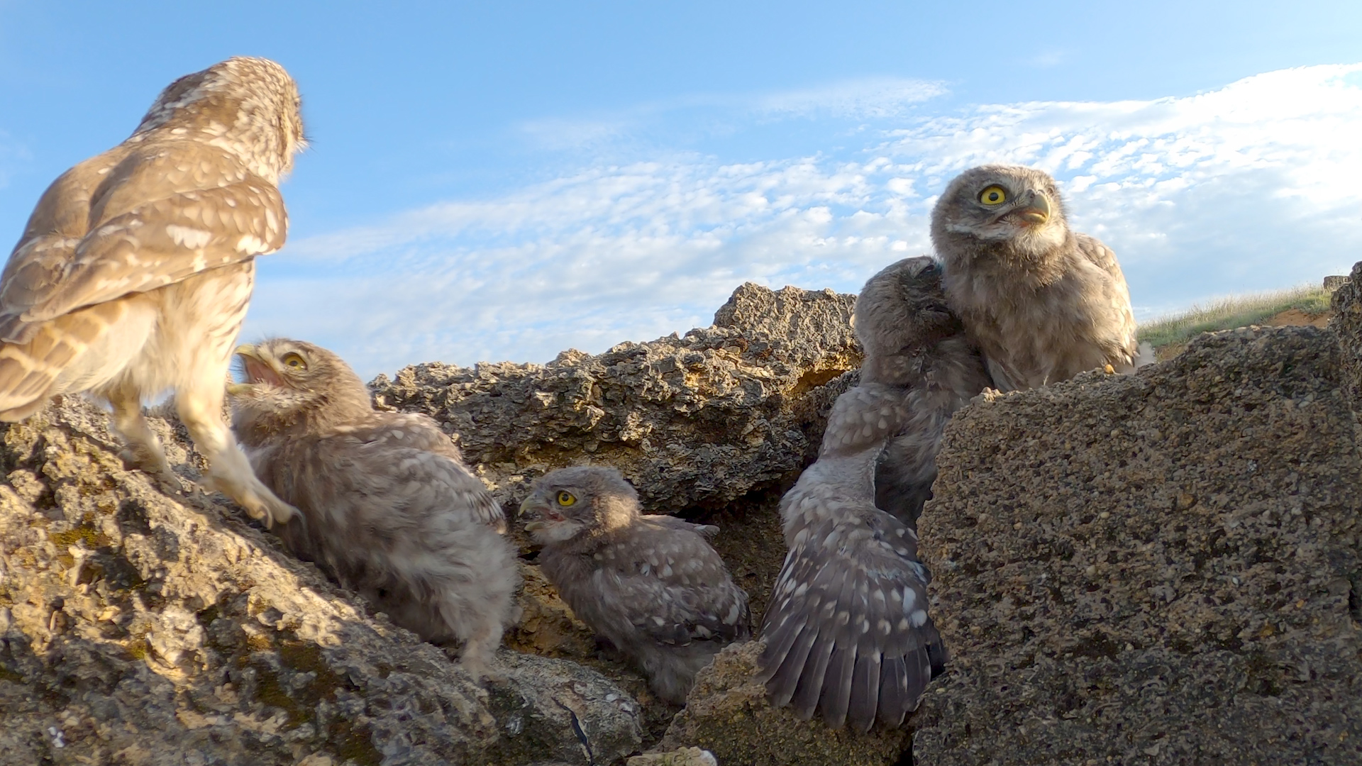 Домовые сычи. "Экстремальное" кормление. смотреть онлайн