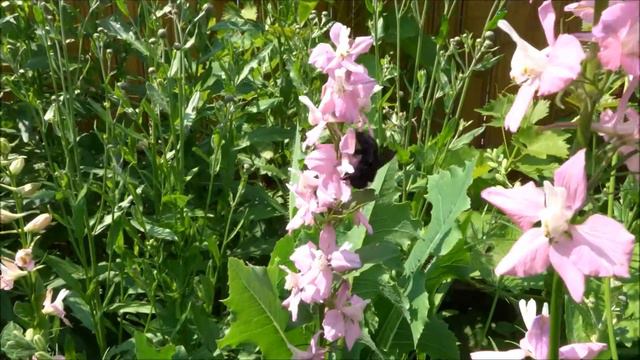 Albina Dulgher (Xylocopa Violacea) - Violet Carpenter Bee