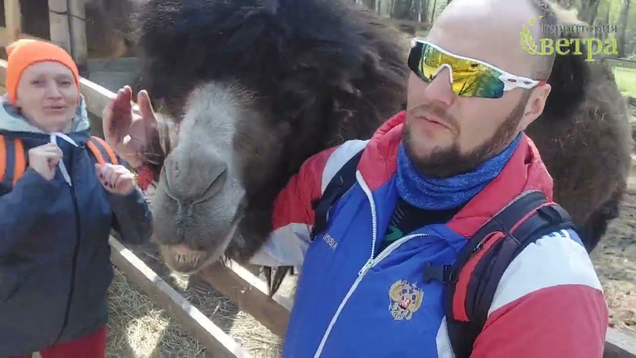 Оленья ферма "Бархатные рога" на оз. Иткуль смотреть онлайн