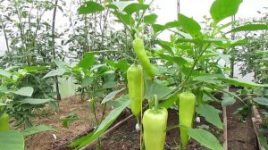 ПЕРЕЦ ДЖИПСИ МЕНЯ ПОКОРИЛ!