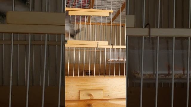 Гибридизация канареек и певчих птиц смотреть онлайн