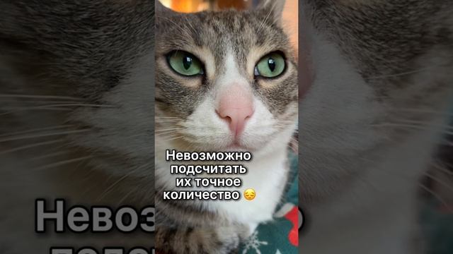 Сколько котов на нашей планете?? смотреть онлайн