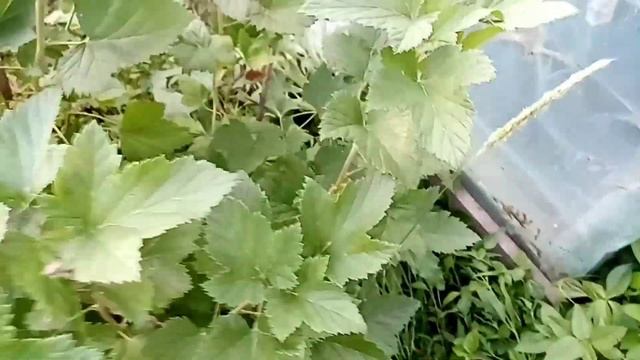 Уход за клубникой. Мучнистая роса на смородине. смотреть онлайн