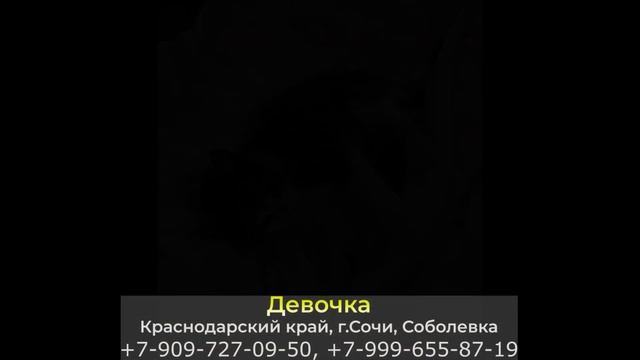 Пропала кошка! Краснодарский край, г.Сочи смотреть онлайн