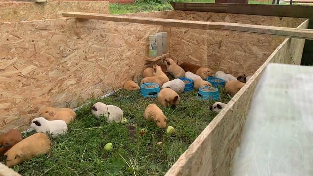 Питомник на прогулке! смотреть онлайн
