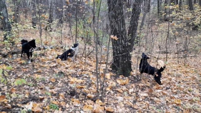 В ПОИСКАХ КУНИЦЫ. смотреть онлайн