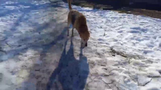 Гончая га трёх лапах обгоняет кого хочешь смотреть онлайн
