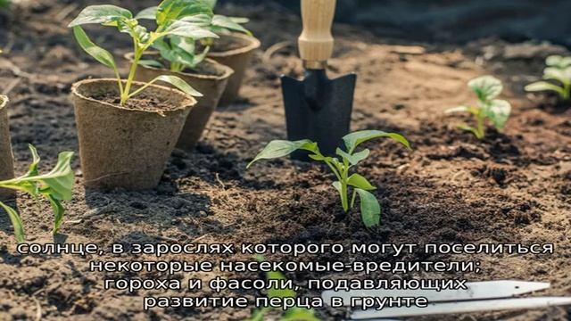 Подбираем соседей — с чем можно сажать перцы в теплице смотреть онлайн