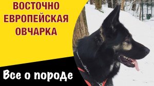 Все о породе - Восточноевропейская овчарка (ВЕО). Преданный и отважный друг.
