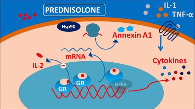 Prednisolone - Mechanism, Side Effects, Precautions & Uses