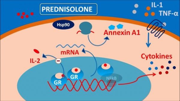 Prednisolone - Mechanism, side effects, precautions & uses
