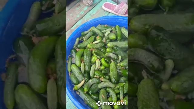 огурцы шоша и гоша смотреть онлайн