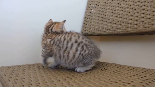 Gretel de Monte-Cristo BRI ny 24, 6 weeks смотреть онлайн