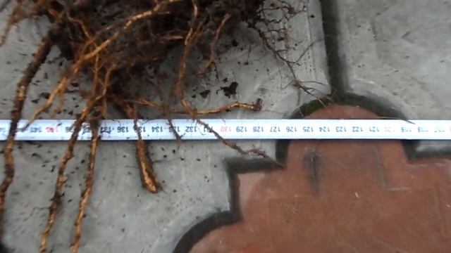 Миндаль Вайро саженцы 2020 смотреть онлайн