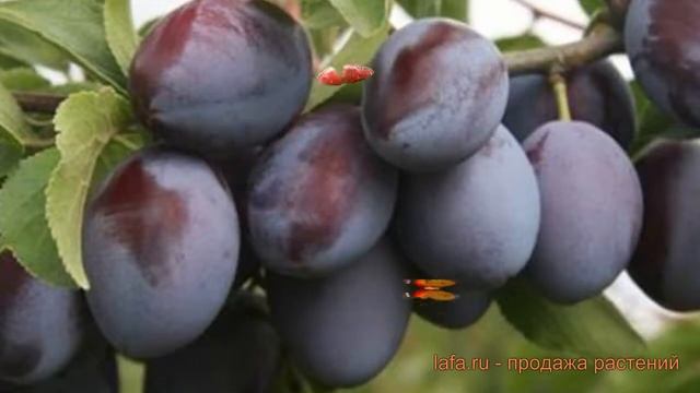 Слива обыкновенная Богатырская (bogatyrskaya) ? обзор: как сажать, саженцы сливы Богатырская смотреть онлайн